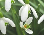 Irish-Snowdrop